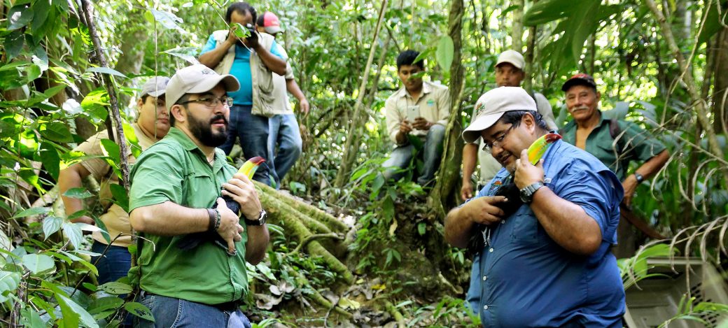 Arcas-in-peten Arcas-in-peten