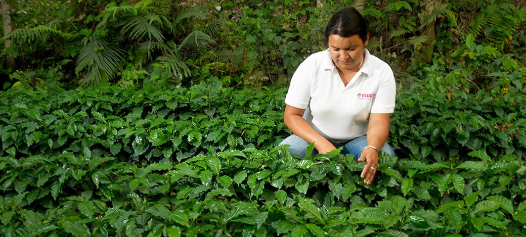 fecceg-in-guatemala fecceg-in-guatemala