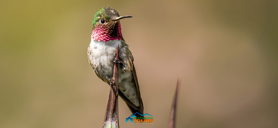 birdwatching-in-flores birdwatching-in-flores